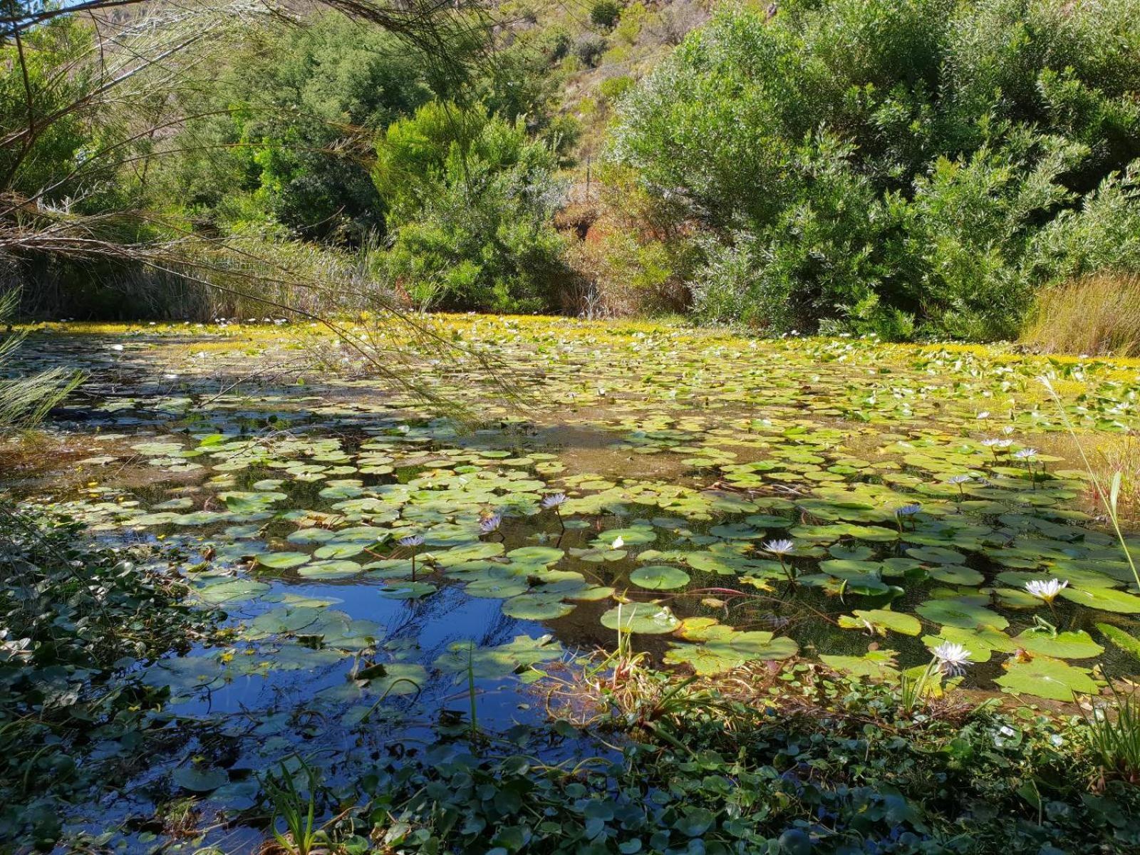 La Ferme Guest Farm - Hot Tubs Villa Franschhoek Bagian luar foto